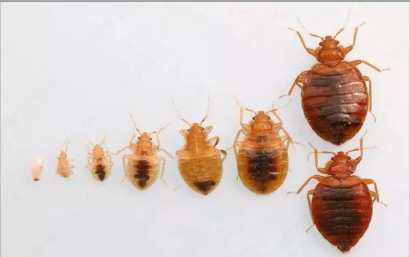 Dezinfeksiya xizmati 24/7 Только в розницу