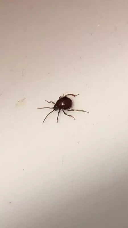 Dezinfeksiya xizmati 24/7 - Dezinseksiya