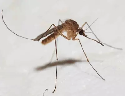 Dezinfeksiya xizmati 24/7 Dezinfeksiya