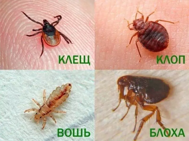 Dezinfeksiya xizmati 24/7 - Dezinfeksiya