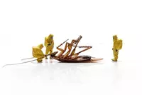 Dezinfeksiya xizmati 24/7 по запросу - Dezinfeksiya