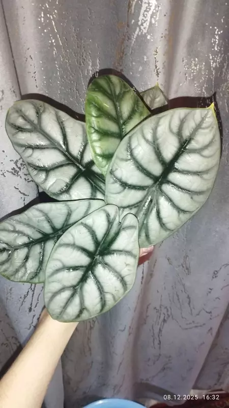 Kumush ajdaho alokatsiyasi