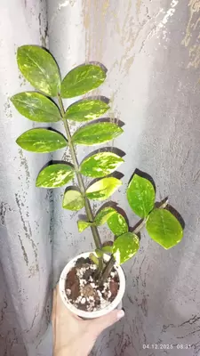  Variegat zomiokulkas - 1 800 000 so'm / dona