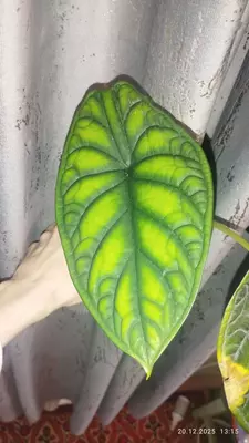 Алоказия «Драгон Скейл» или Шкура Дракона