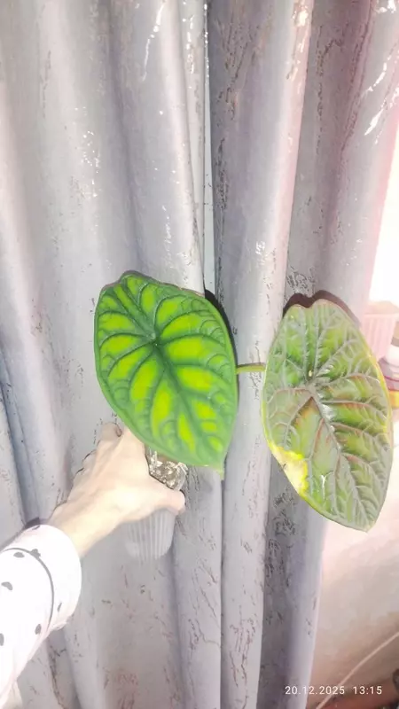  Алоказия «Драгон Скейл» или Шкура Дракона - 