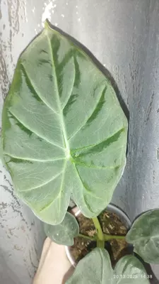 Алоказия Регал шилдс