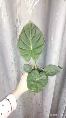  Алоказия Регал шилдс - 