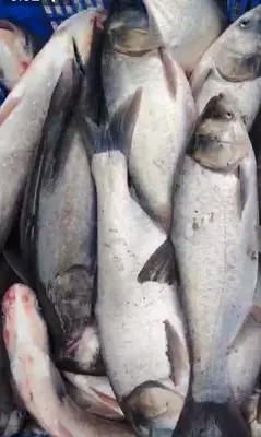 толстолобик