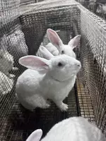 Xikol zotli quyonlar