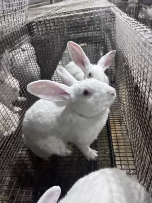 Xikol zotli quyonlar