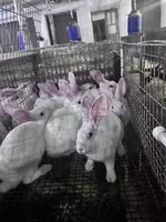  Xikol zotli quyonlar - 