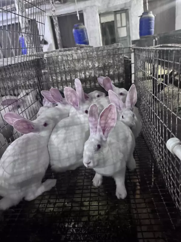  Xikol zotli quyonlar - 