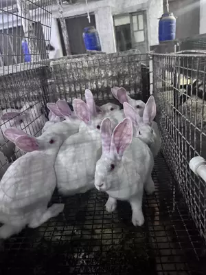  Xikol zotli quyonlar - 