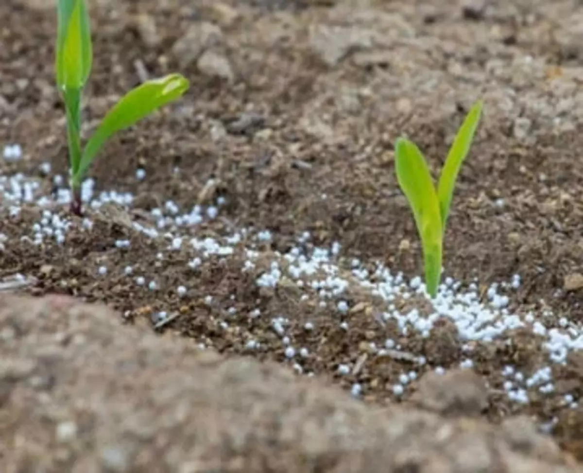 2025-08-07-13-28-28-385100-0356f050f4e2ddc43b135a2d1f7a0d1b.webp?_=ozbol