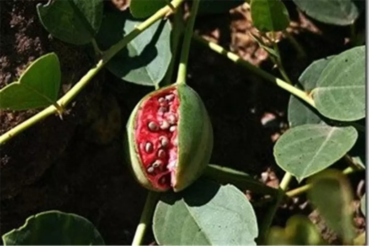 2025-08-28-16-33-16-478650-04188276f616b9a119b4bab800ec2fc7.webp?_=ozbol