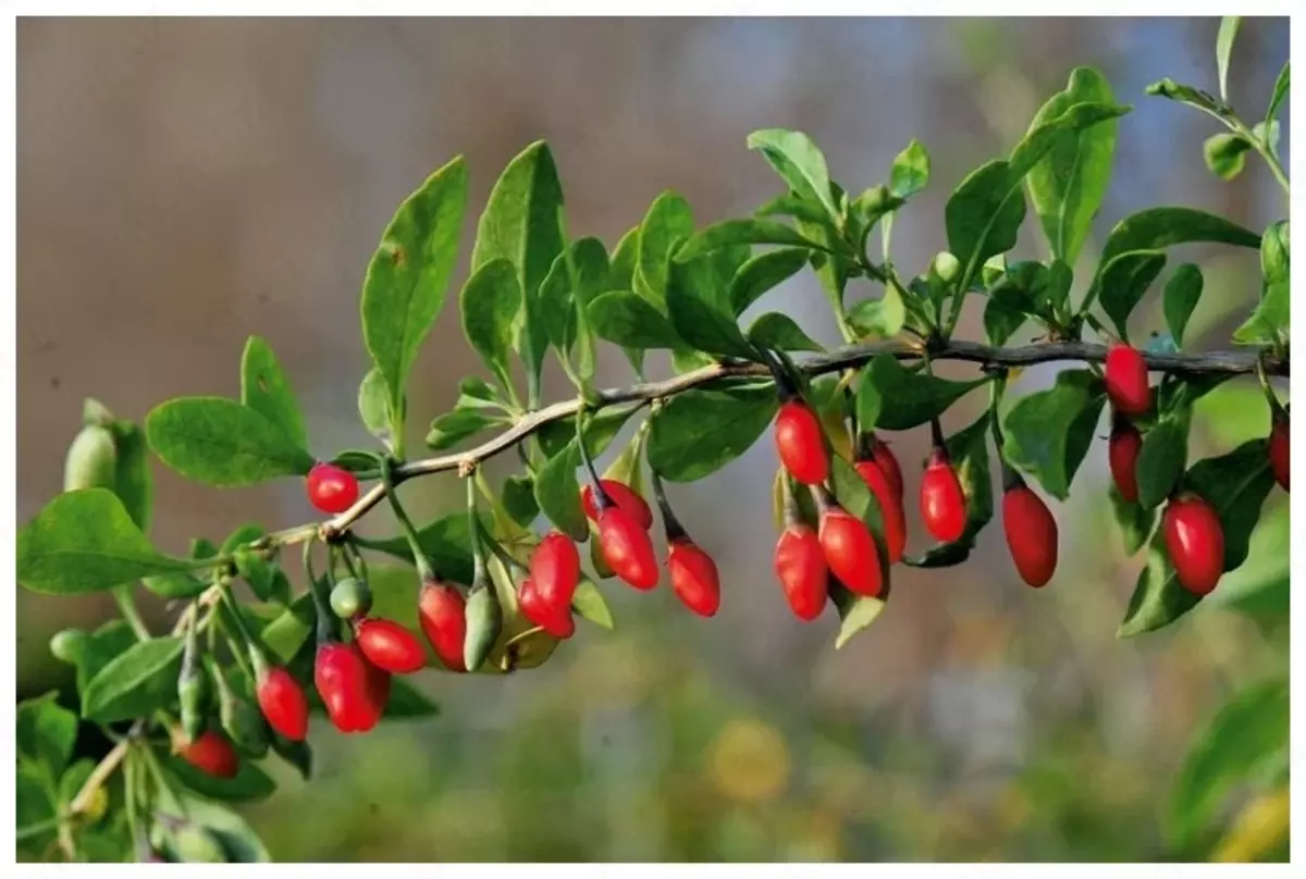 2025-08-28-16-59-57-739368-97b21d445c9f6f273f21200729d71780.webp?_=ozbol