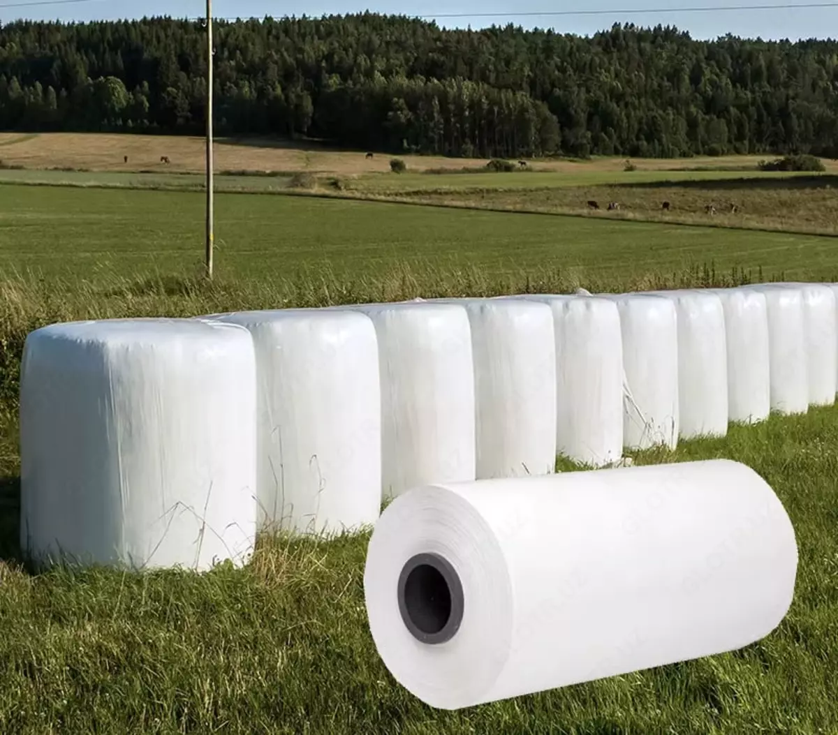 2025-09-17-11-43-20-459641-ce5e69fa22066b96b4291404c67eed25.webp?_=ozbol