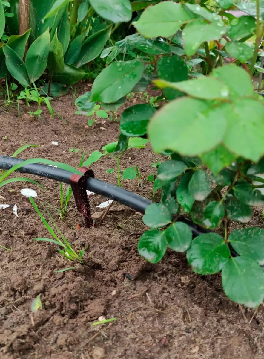 2026-01-31-14-10-44-341078-1b62e8acee6012b324a3e2214cc97a00.webp?_=ozbol