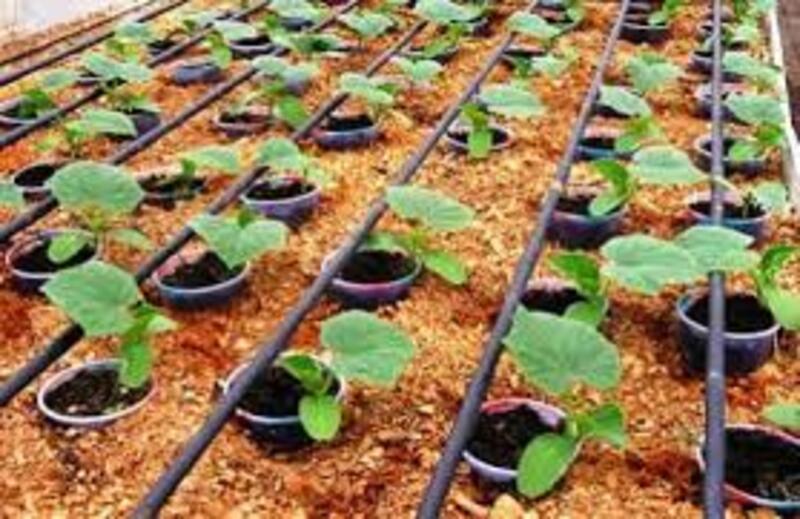 капельный полив.jpg