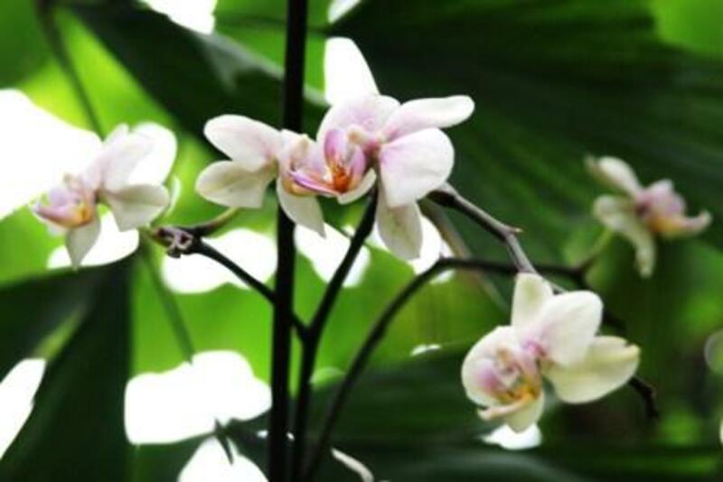 Доривор гиёхлар