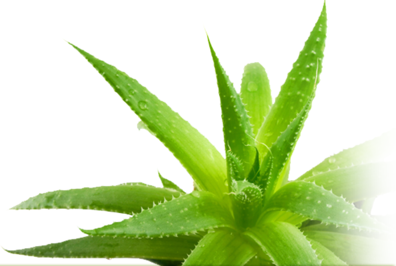 Доривор гиёхлар