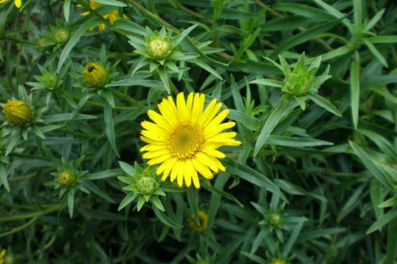 Доривор гиёхлар