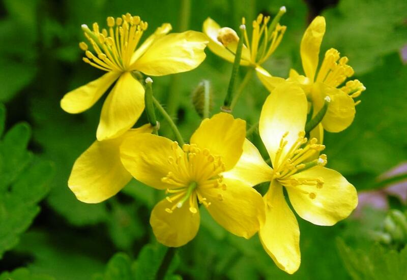 Доривор гиёхлар