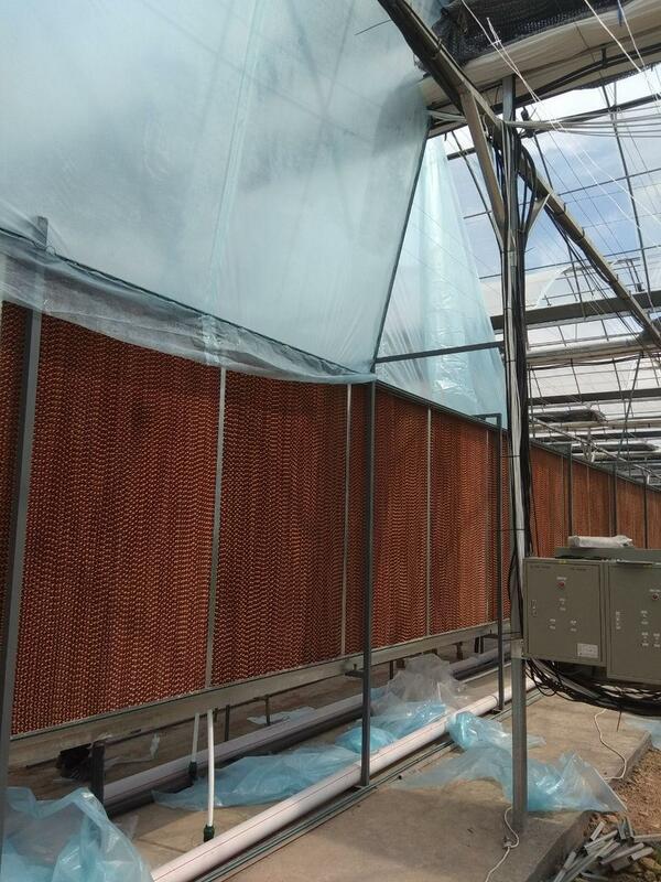 Система испарительного охлаждения в теплице