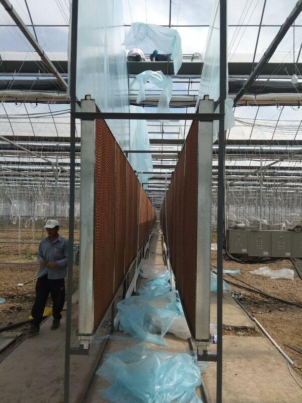 Система испарительного охлаждения в теплице