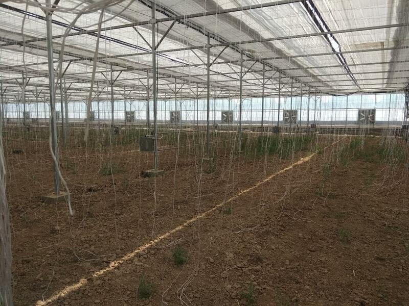 Система испарительного охлаждения в теплице