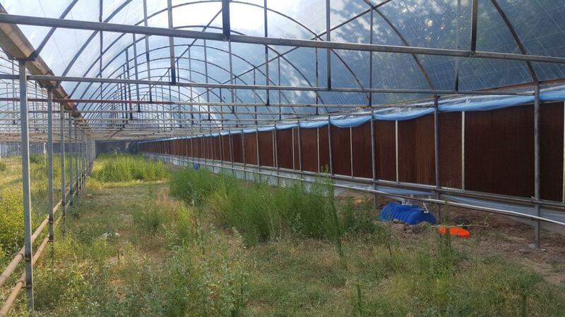 Охлаждение в теплице - рассада