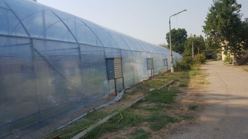 Охлаждение в теплице - рассада