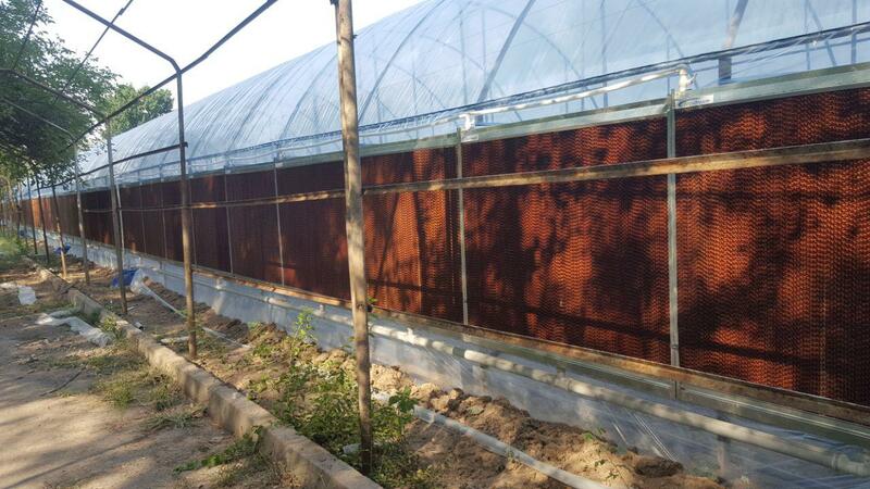 Охлаждение в теплице - рассада