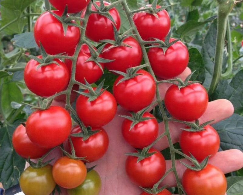 ФОТОГАЛЕРЕЯ