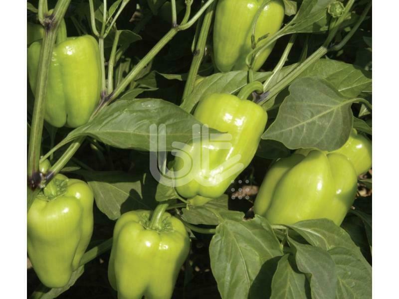 ФОТОГАЛЕРЕЯ