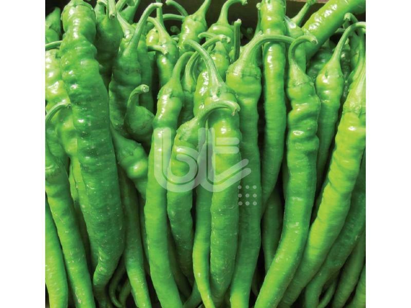 ФОТОГАЛЕРЕЯ