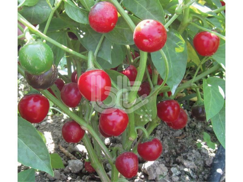 ФОТОГАЛЕРЕЯ