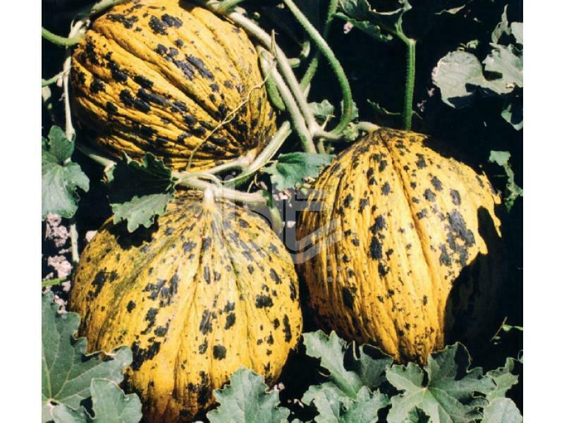 ФОТОГАЛЕРЕЯ