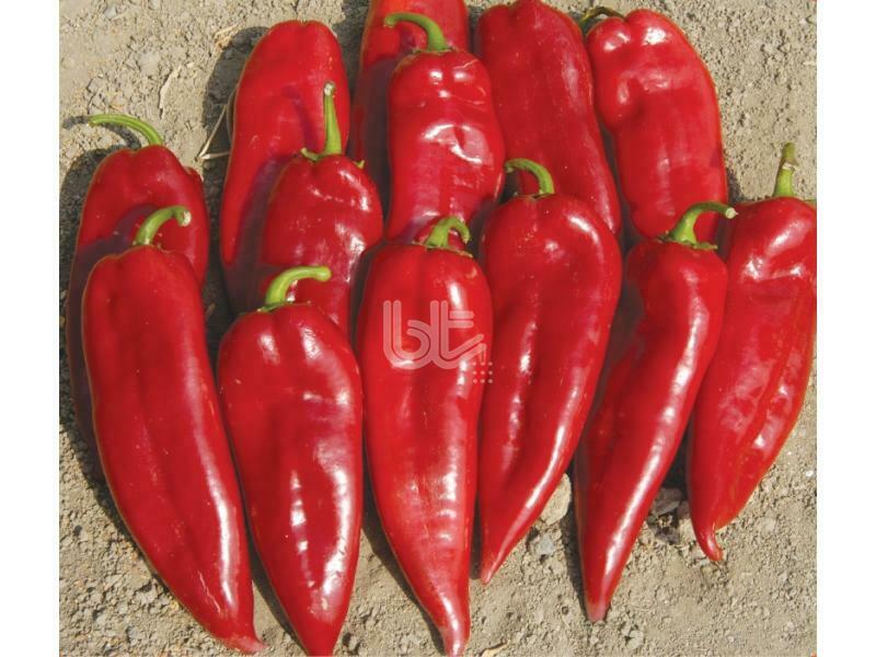 ФОТОГАЛЕРЕЯ