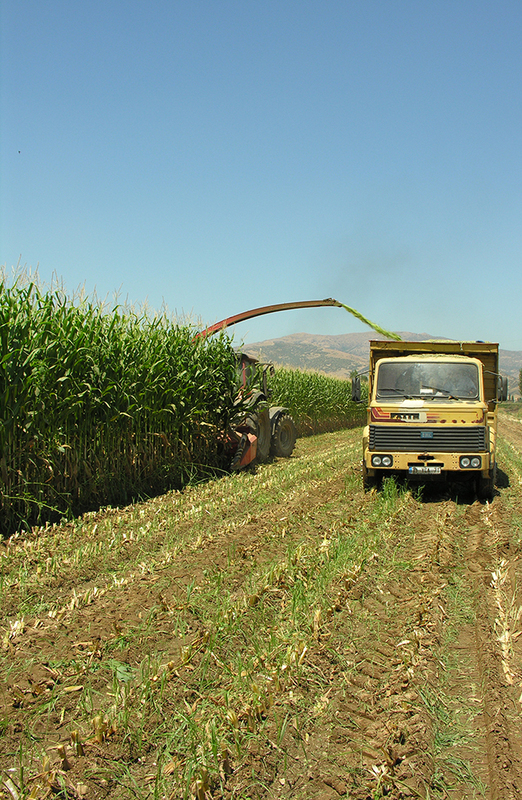 ФОТОГАЛЕРЕЯ