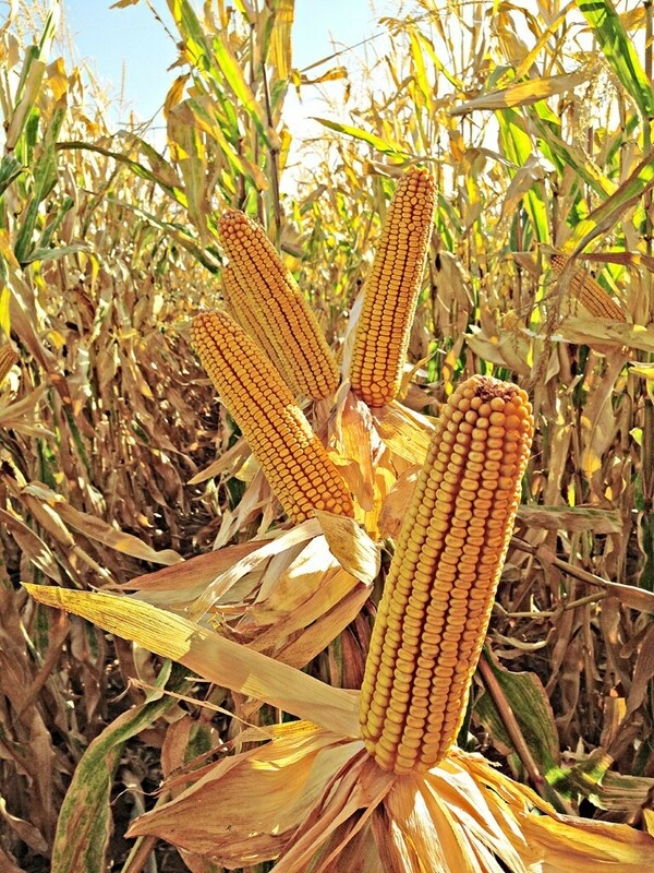 ФОТОГАЛЕРЕЯ