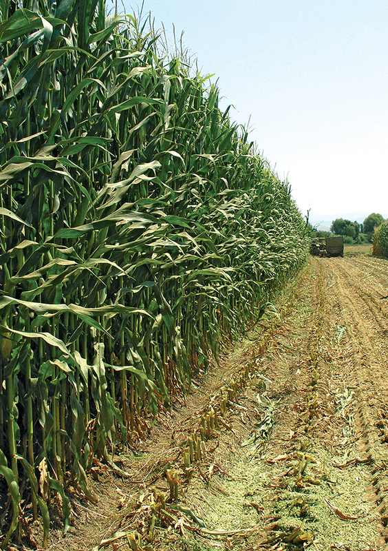 ФОТОГАЛЕРЕЯ